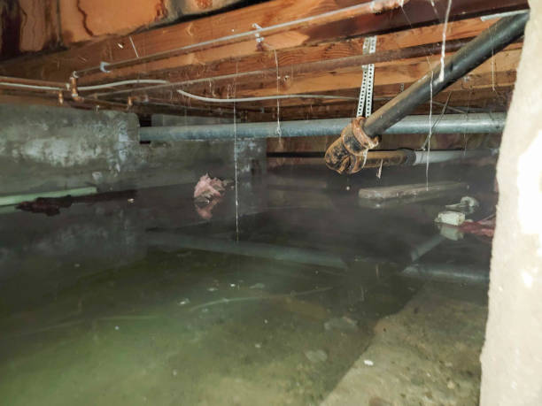 Best Water damage contractors near me  in Cambridge, WI